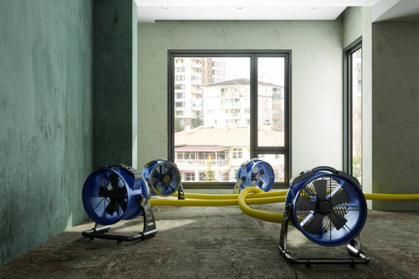 Best Mold removal after water damage  in Cut Off, LA